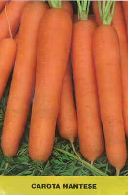 1000 Semi Di Carota Nantese Di Chioggia – Selezione HORTUS, Ortaggio Italiano Facile Da Coltivare - 3