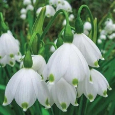 LEUCOJUM AESTIVUM~GRAVETYE GIANT~FLOWER BULBS~SUMMER SNOWFLAKE~AMARYLLIS FAMILY!