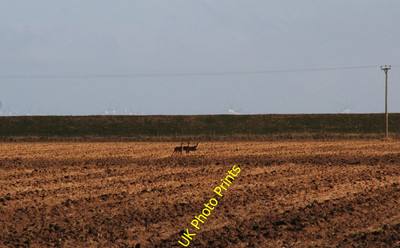 Foto 6x4 Drei Hirsche hinter der Meereswand bei Grainthorpe Haven Donna Noo c2016