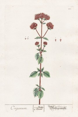 Oregano Dost Marjoram Herbs Botany Blackwell Herb Book Copper Engraving