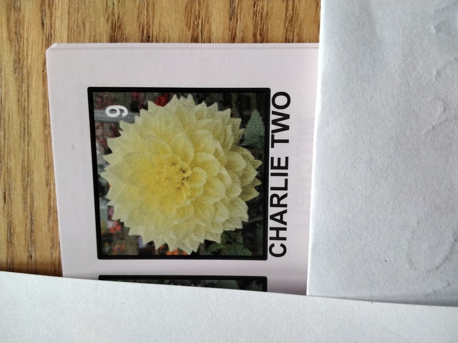 2 X Charlie Two Dahlia Tubers eBay