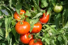 Rutgers Tomato Seeds, NON-GMO, Jersey Tomato, Variety Sizes Sold, FREE SHIPPING