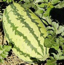 JUBILEE WATERMELON SEEDS HEIRLOOM NON GMO FRESH HARVEST FS