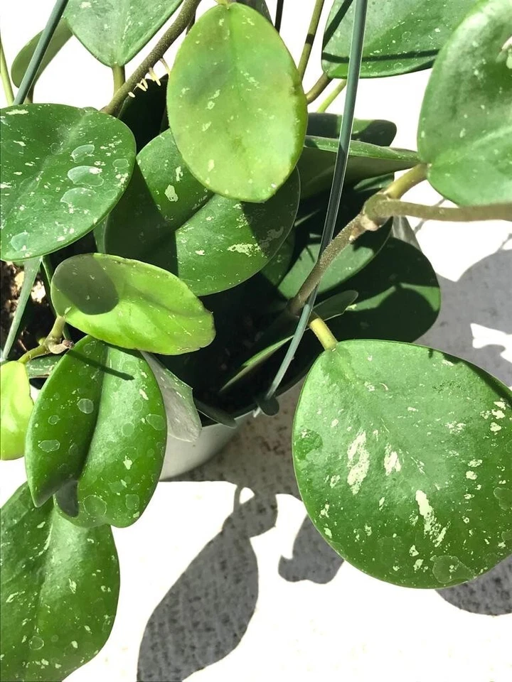 Hoya Obovata cutting 2-3 inch long, 1 cuttings per order- Obovata Splash Cutting - Image 3 of 4