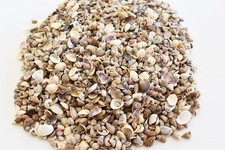 3 Lbs Tiny Indian Ocean Micro Shells 1/4-5/8" size Beach Wedding Crafts BULK