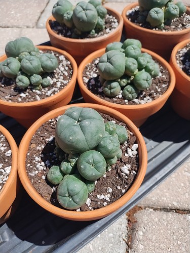 Rare Seed Grown Cactus Clusters 2.75-3.5in Diameter