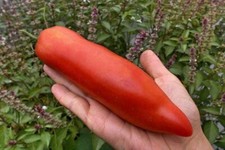 Seeds Tomato Long Korean Exotic Rare Vegatable Organic Heirloom NON-GMO