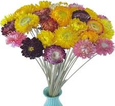 TooGet 40 Pcs Natural Dried Daisies, Daisy Flowers Bouquet with