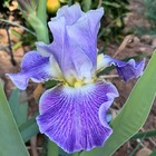Tall Bearded Iris Rhizome "II STUTTER"  Douglass Kanarowski  2012  LAST ONE! — photo 1