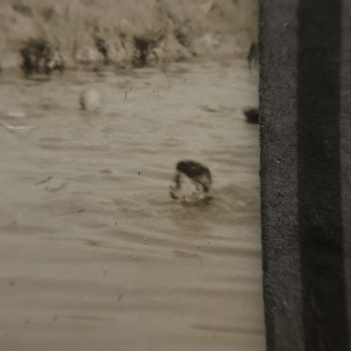 Vintage afroamerikanisches Foto 1920er Jahre B&W Badeanzüge Sommerurlaub - Bild 5 von 13