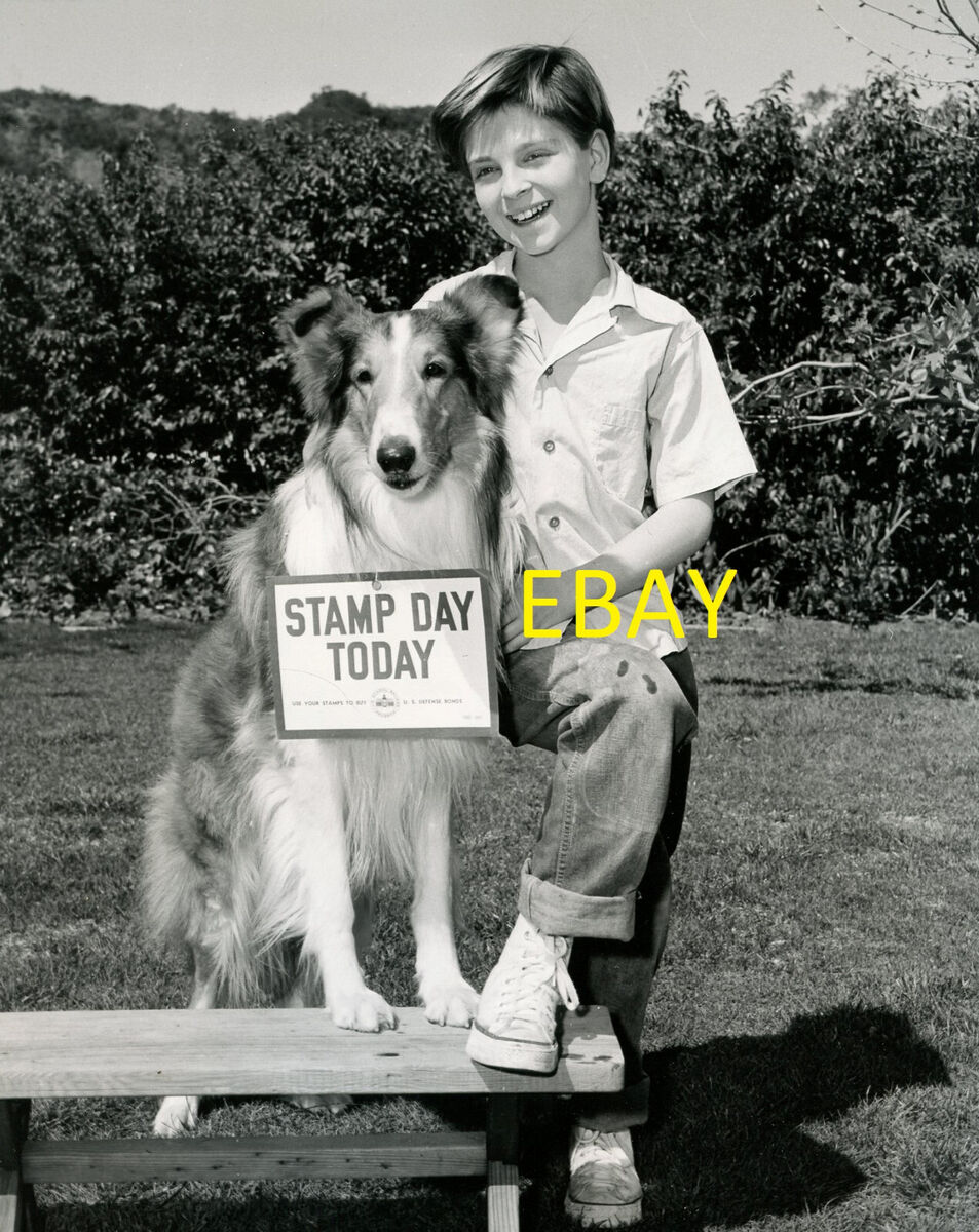 Usa Lassie Postage Stamp Stock Photo - Download Image Now - Lassie -  Fictional Dog, Television Show, Dog - iStock