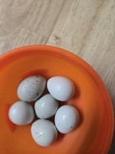 18 Fresh Celadon True Blue Quail Fertile Hatching Eggs