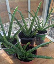 Live Aloe Vera Plants Aloe barbadensis Miller Rooted Bundle Lot