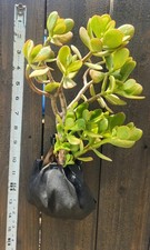 Crassula Ovata Jade Rooted Succulent Plant Cuttings Bonsai