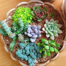 100 Mixed Rare Succulent Seeds, Mult-Color Indoor/Outdoor Plant