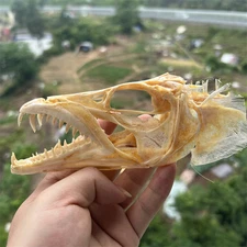 1pcs real ribbonfish/Hairtail skull bone specimen, approximately 6 inches/16 cm