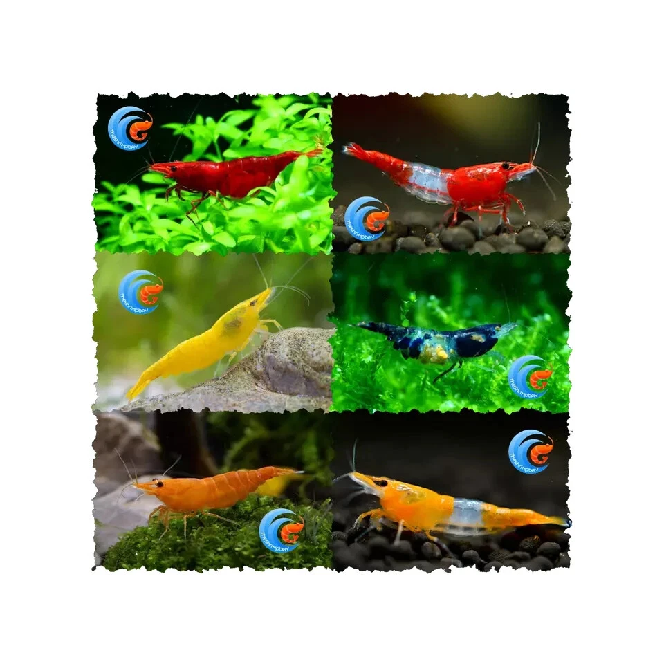 NEOCARIDINE E CARIDINE GAMBERETTI PER ACQUARIO ACQUA DOLCE + OMAGGIO MANGIME - Immagine 3 di 4