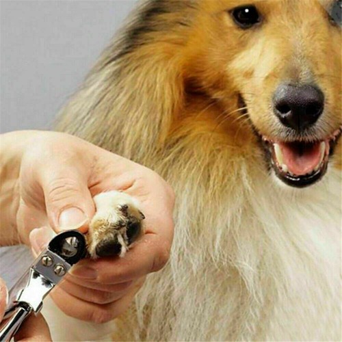 Cortadora de uñas animal conejo ovejas aseo grande pequeño - Imagen 3 de 13