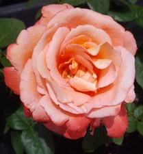 VOODOO ROSE Hybrid Tea Orange Yellow 3 Gal Live Bush Plants Plant Fine Roses