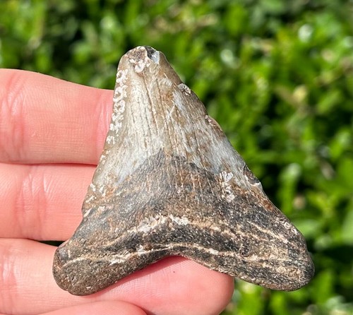 Fossil Megalodon Haizahn GROSS 2,35" Meglodon South Carolina Haizähne