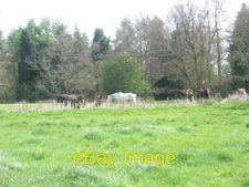 Photo 6x4 Horses grazing near Rother Lane Trotton  c2008