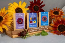 Sunflower Seeds - Collection of Mixed Colours- Aussie Grown and Tested!