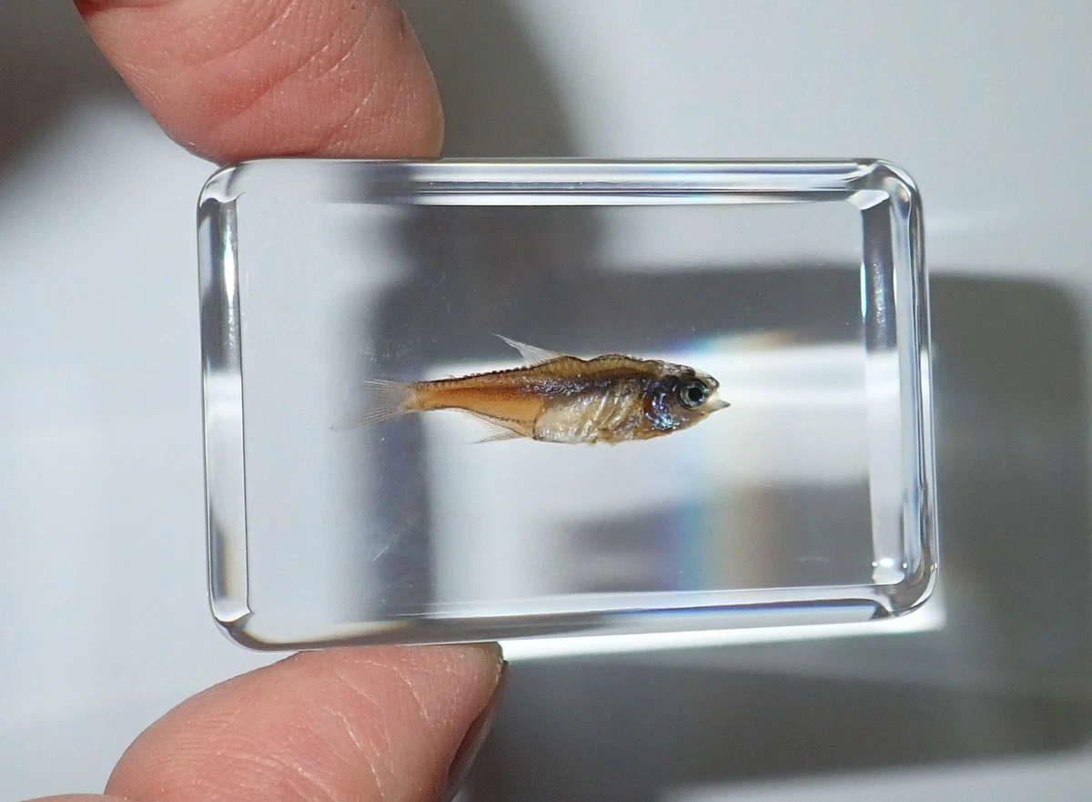 Clear tetra clearance fish