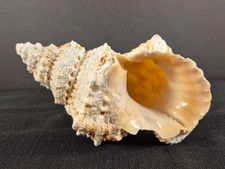 Natural Frog Snail Shell Conch Horn Seashell Real Beach Ocean Decor 8" Tutufa