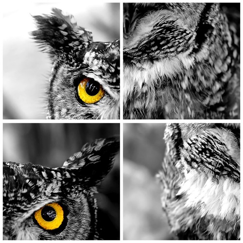 Cuadro Sobre Vidrio 90x30cm Cuadros Pared Búho pájaro naturaleza Wall Art Prints - Imagen 7 de 10