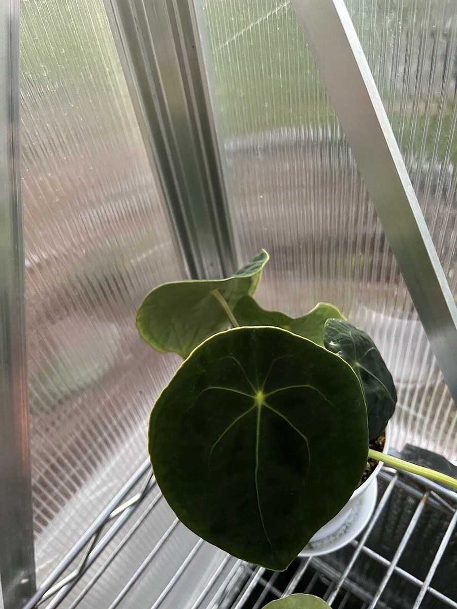 Anthurium Forgetii Dark Form From SEED Aroid | eBay