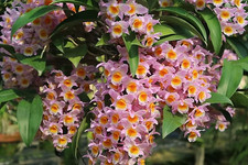 Rare Dendrobium farmeri Pink orchid plant FS , not in bloom