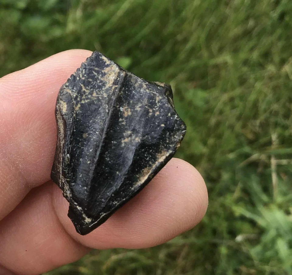 Batyrosaurus iguanodon fossil tooth dinosaur UK Jurassic world - Image 2 of 4