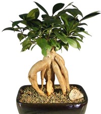 Ginseng Ficus Bonsai Tree Live Plant Medium Exposed Aerial Roots 10"H Indoor