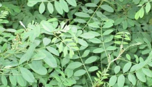 100% PURE INDIGO LEAVES POWDER FOR BLACK HAIR DYE ORGANIC Natural - FREE SHIP - Image 3 of 4