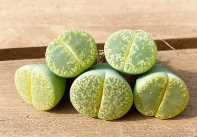1AM SUCCULENTS Rare Succulents - Lithops Lesliei V. Hornii Greenhorn (0.4")