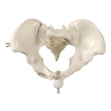 Female Pelvic Model, Hip Bone Classroom Demonstration Tool ,Teaching Equipment