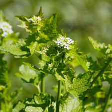 500 Samen Knoblauchsrauke - Alliaria petiolata - Heilpflanze Garlic Mustard Seed
