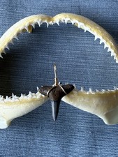 SHARK TOOTH PENDANT..fossilized 3/4 inch lower Lemon from Venice Florida.