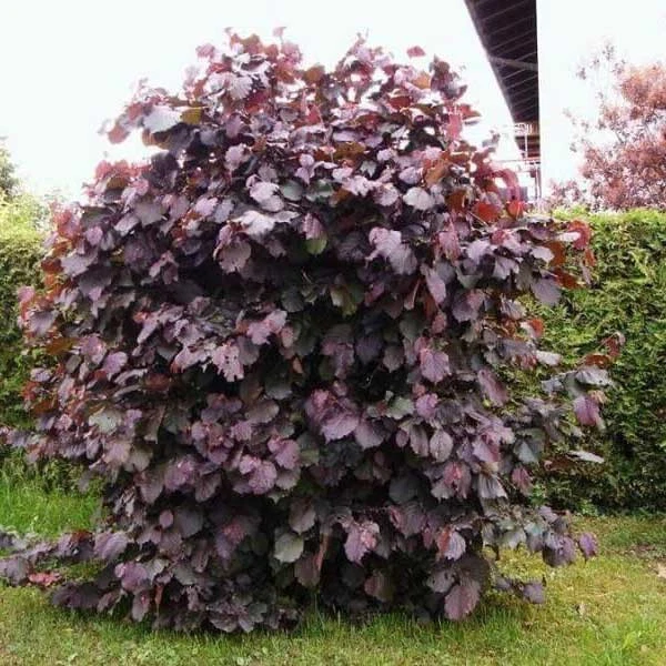 RED GIANT  Hazelnut (Corylus) - 1 plant ready for shipping - Image 2 of 2