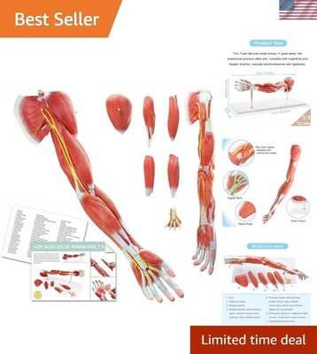 Portable 7-Part Muscular Arm Anatomical Model with Stand for Clinical Education