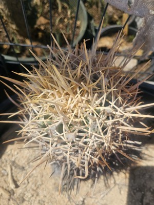 E. Xeranthemoides Cactus, 6'' W, 12  T