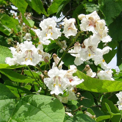 #ad 3 Northern Catalpa Tree 12 24quot; Tall Catalpa speciosa Bare Root $29.70