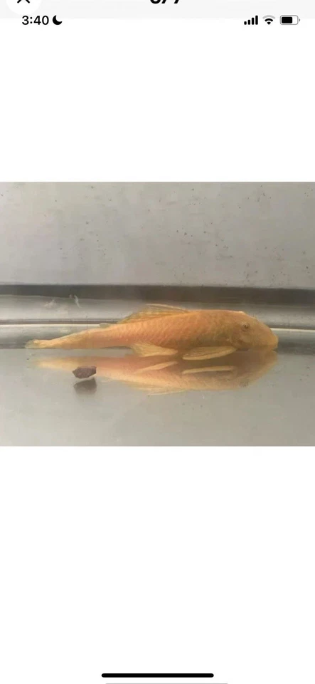 Guaranteed Female Bristlenose / Ancistrus Sp.2.25”+ - Image 2 of 2