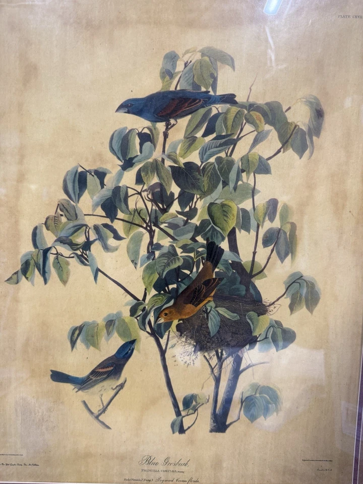 Audubon Blue Grosbeak Vintage Framed Bird Print Plate 119 Dogwood Tree - Image 2 of 4