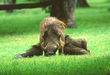 1 Cartolina Porcolino Famiglia Maiale Kenya Africa - Nuova!!! #