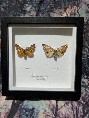 Kentish Glory Moth männlich & weiblich (Endromis versicolora) Entomologie Schattenrahmen 