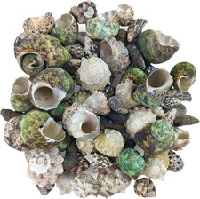 Reef Hermit Crab Shell Mix Spare Shells for Most Saltwater Hermit Crabs 12 OZ -