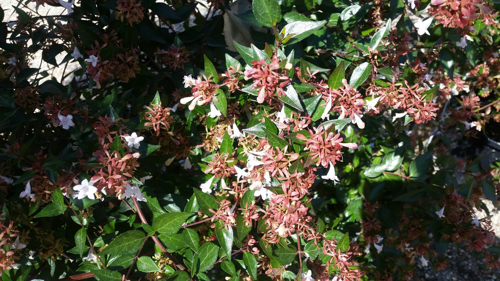 Abelia grandiflora en conteneur de 3L arbuste de haie persistant pour jardin