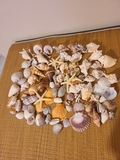 Variety of Seashells Nautical Home Decor Crafts Aquariums 3 Lbs.