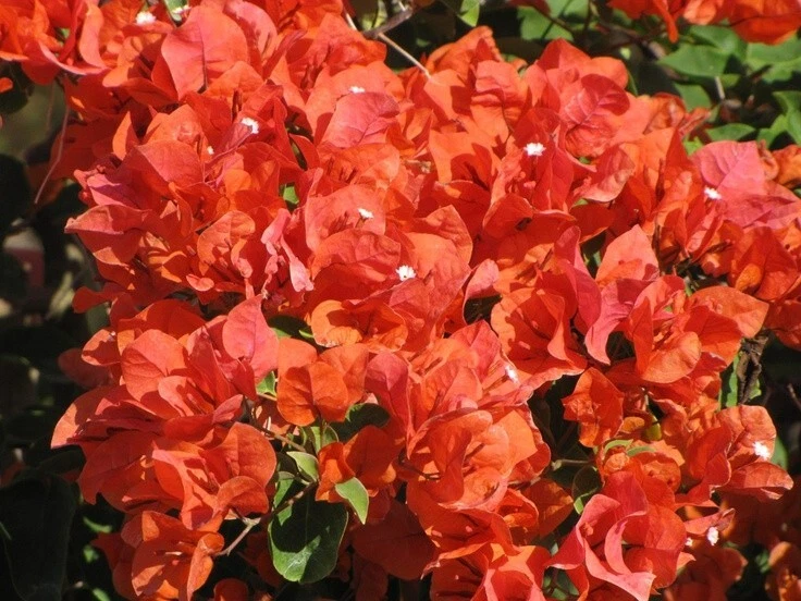 Bougainvillea - 'Flame' - Image 4 of 4